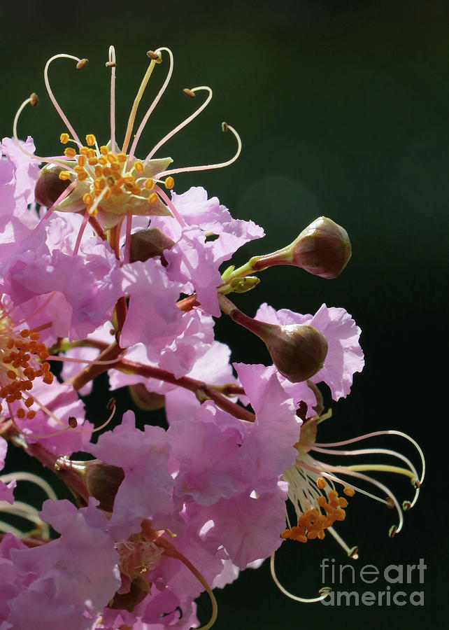 Crepe Myrtle Macro #1 Photograph by Carol Groenen - Pixels