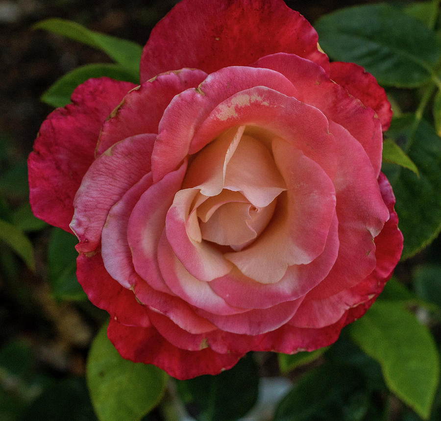 Crescendo rose #1 Photograph by Jane Luxton