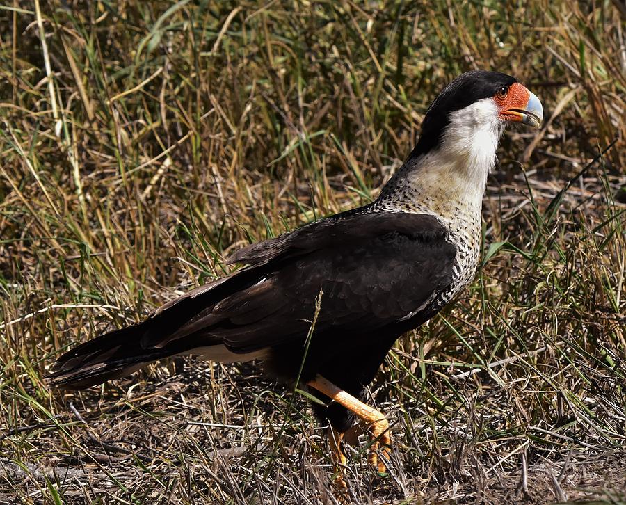 Crested Caracara Photograph by Dwight Eddington - Fine Art America