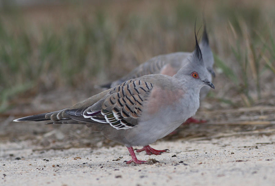 Crested pigeon #1 Photograph by Masami Iida