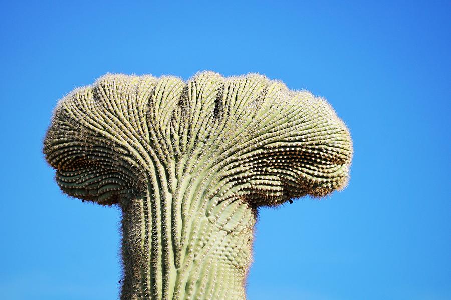 Crested Saguaro Cacti Photograph by Dennis Boyd | Fine Art America