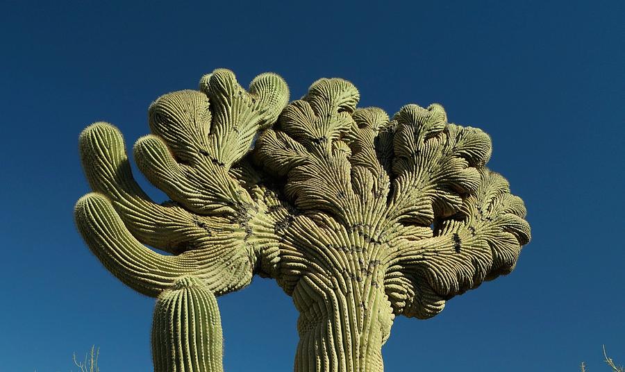 Crested Saguaro Photograph by Dennis Boyd - Fine Art America