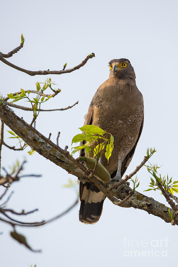 Crested Serpent Eagle, India #1 Photograph by B. G. Thomson
