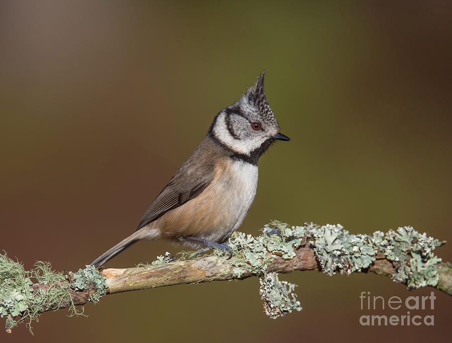 Crested Tit  #1 Photograph by Keith Thorburn LRPS EFIAP CPAGB