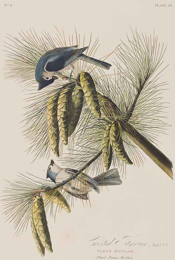 John James Audubon Painting - Crested Titmouse by John James Audubon