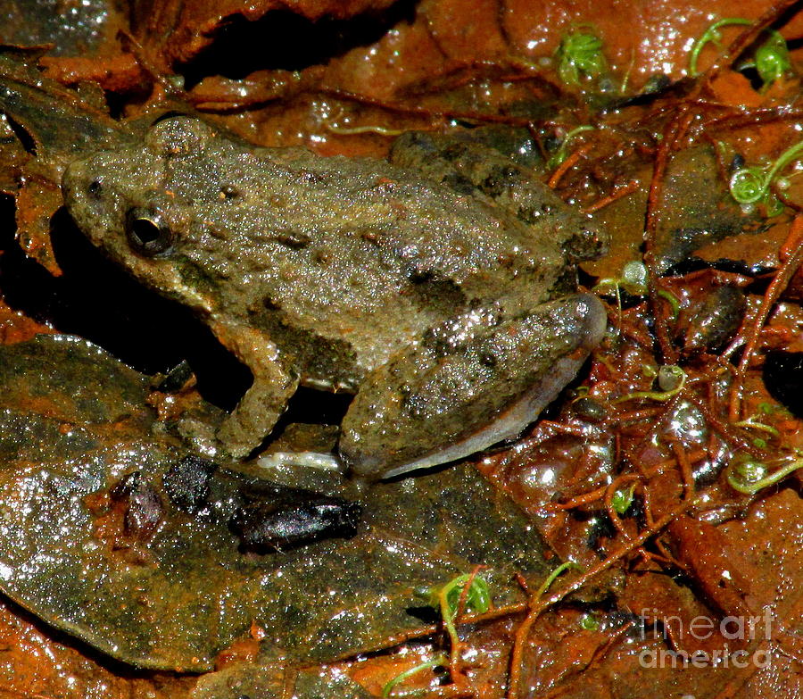 Cricket Frog #1 Photograph by Joshua Bales