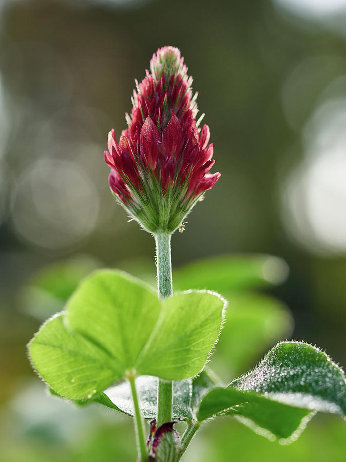 Crimson clover #1 Photograph by Jouko Lehto