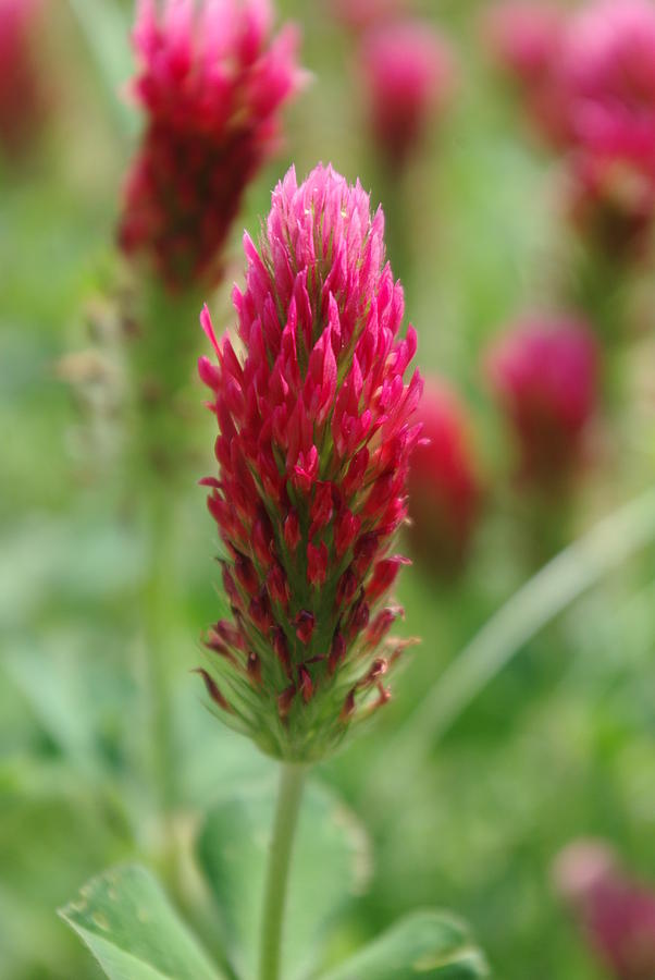 Crimson Clover Photograph by Robyn Stacey - Fine Art America