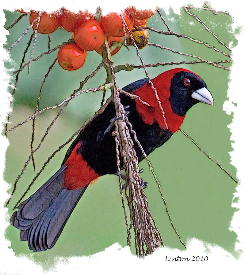 Crimson-collared Tanager 2 #1 Digital Art by Larry Linton