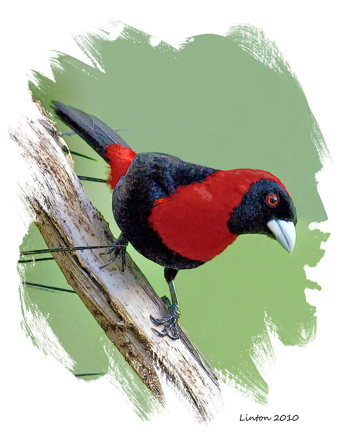 Crimson-collared Tanager #1 Digital Art by Larry Linton