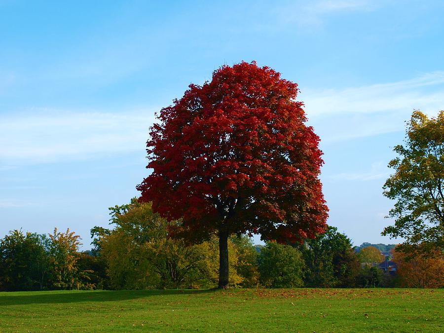 Nature Photograph - Crimson tree #1 by Kayleigh Carroll