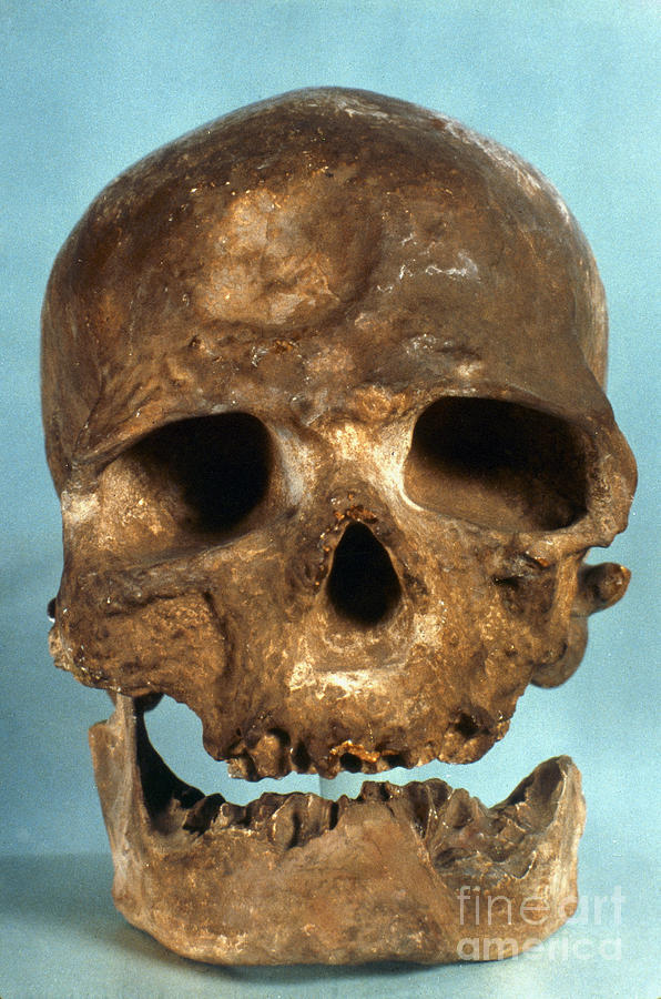Paleolithic Photograph - Cro-magnon Skull #1 by Granger