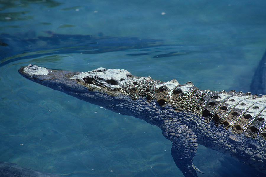 Crocodile on the Nile in Ethiopia Photograph by Carl Purcell | Fine Art ...