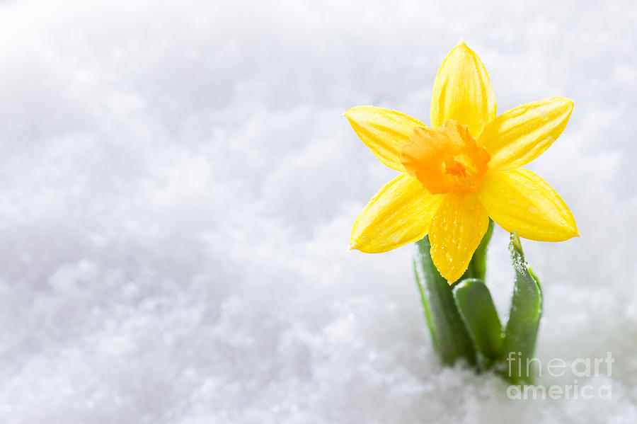 Spring Photograph - Crocus flower growing form snow #1 by Michal Bednarek