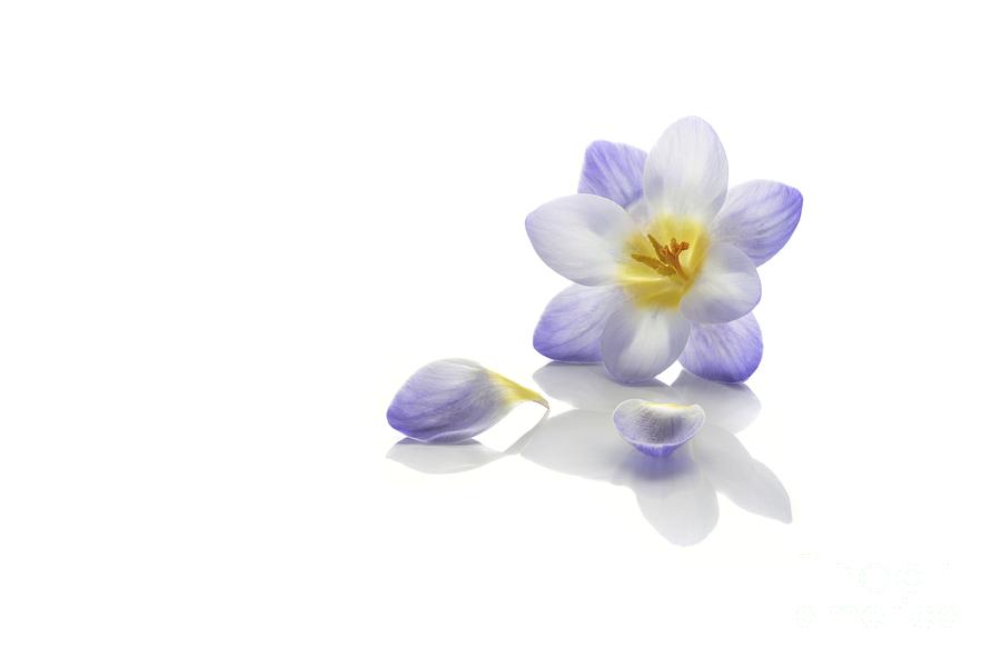 Spring Photograph - Crocus flower #1 by Stela Knezevic