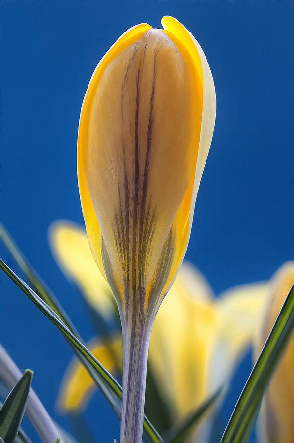 Crocus #1 Photograph by Frank Fullard - Fine Art America