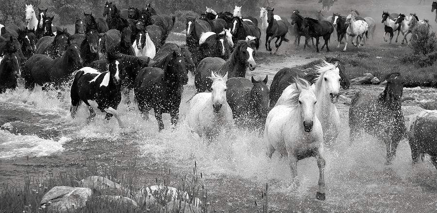 Black And White Photograph - Crossing French Creek - 3 #1 by MH Ramona Swift