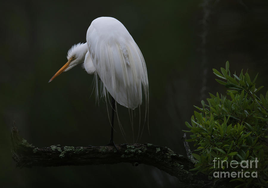 Egret Photograph - Crouching Egret #2 by Dale Powell