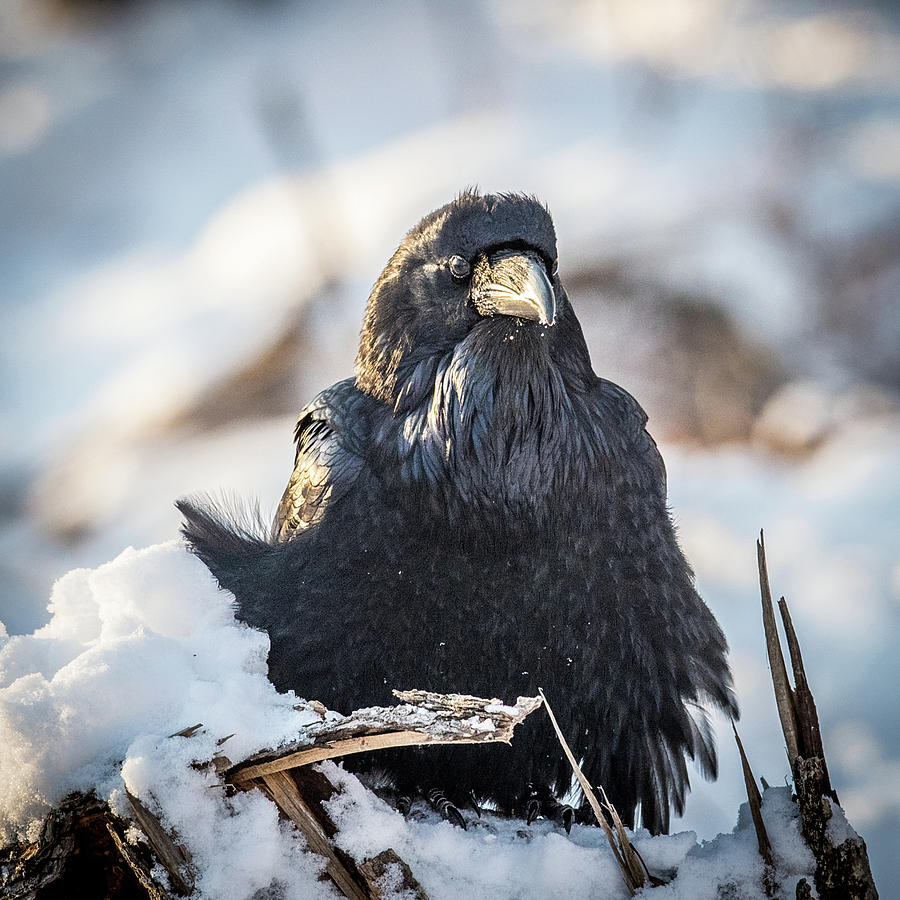 Crow #1 Photograph by Paul Freidlund