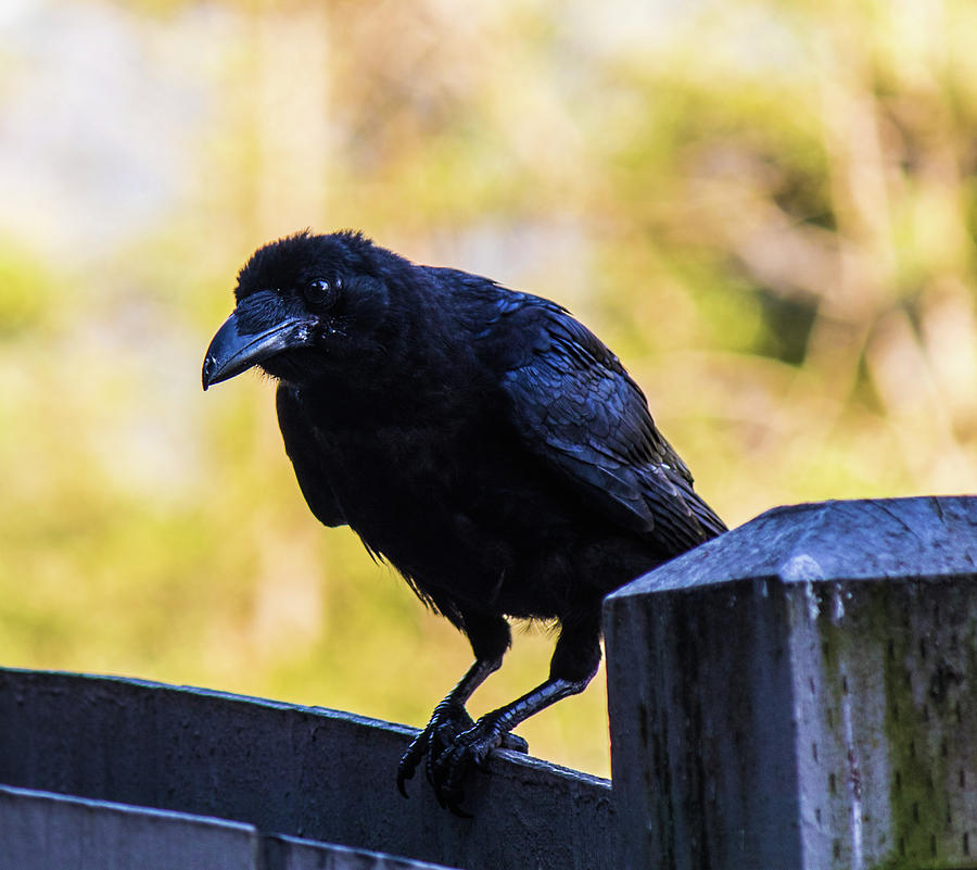 Crow Perched #1 Photograph by Jonny D