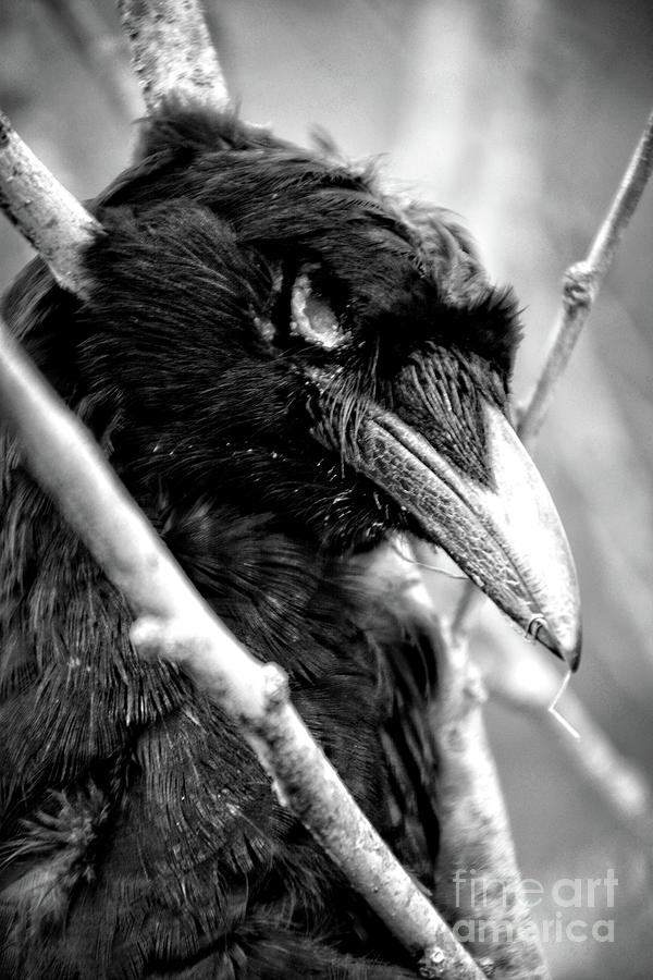 Crow #1 Photograph by FineArtRoyal Joshua Mimbs