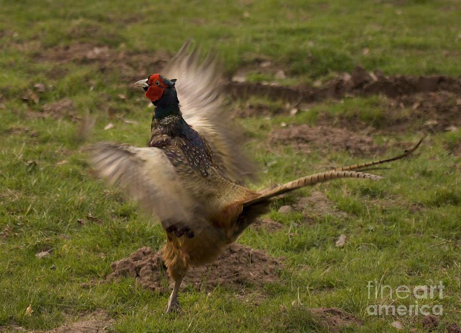 Crowing Pheasant #1 Photograph by Ang El