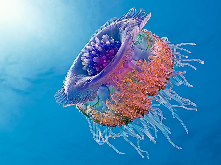 Wildlife Photograph - Crown Jellyfish #1 by Henry Jager