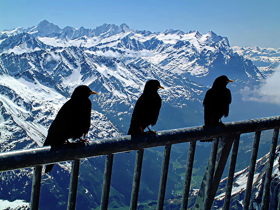 Crows On Top Of Mount Titlis - Switzerland #1 Photograph by Joseph Hendrix