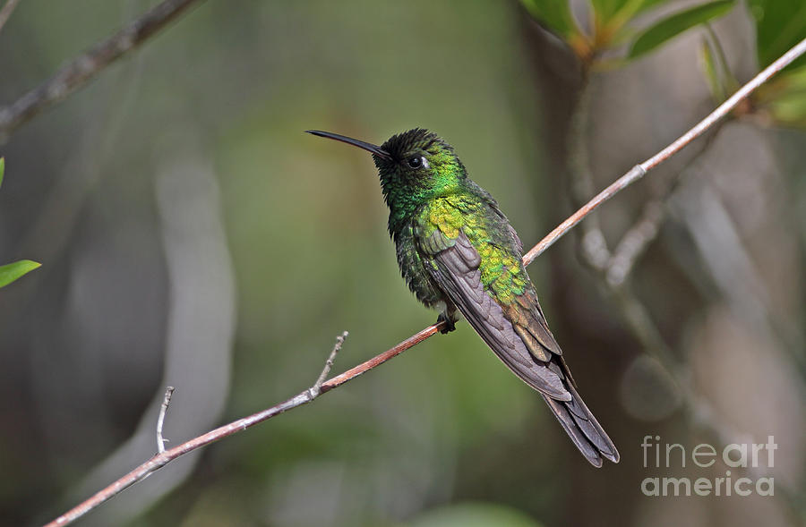 Hummingbird Photograph - Cuban Emerald Hummingbird #1 by Neil Bowman/FLPA
