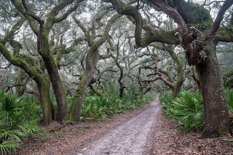 Cumberland Island Maritime Forest, Cumberland Island, Georgia by Dawna Moore Photography Cumberland Island Maritime Forest, Cumberland Island, Georgia by Dawna Moore Photography