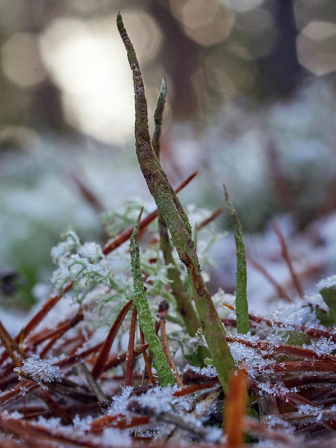 Cup lichen #1 Photograph by Jouko Lehto