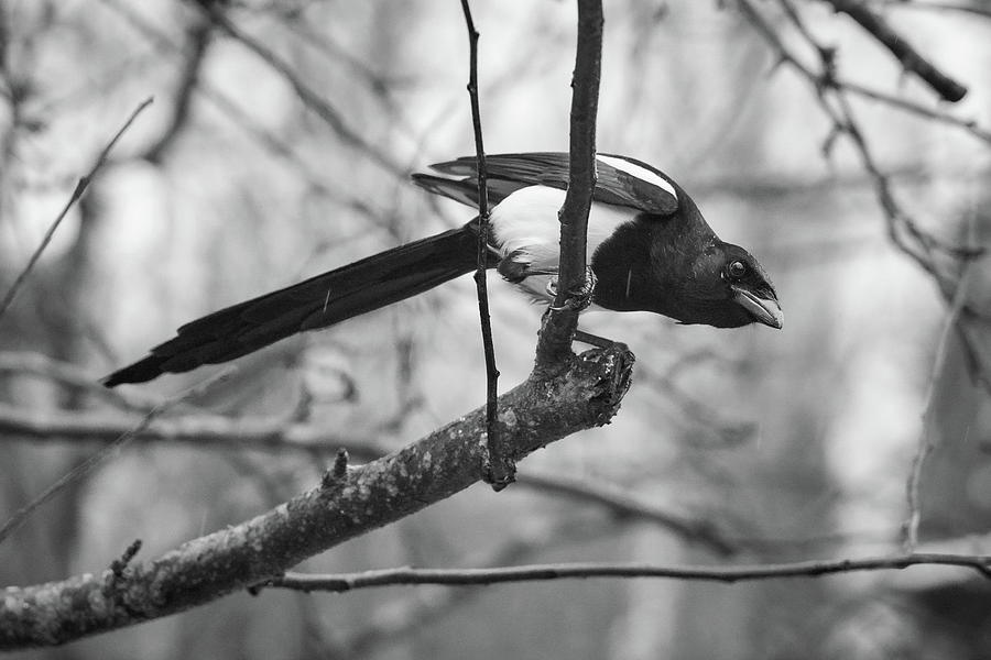 Nature Photograph - Curiosity. Eurasian magpie #1 by Jouko Lehto