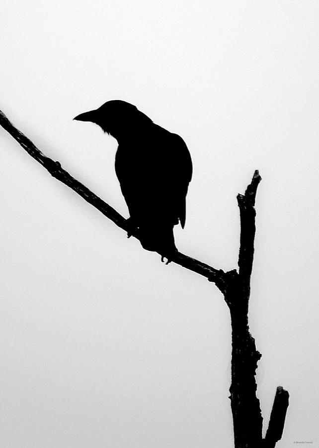 Bird Photograph - Curious #1 by Dark Whimsy