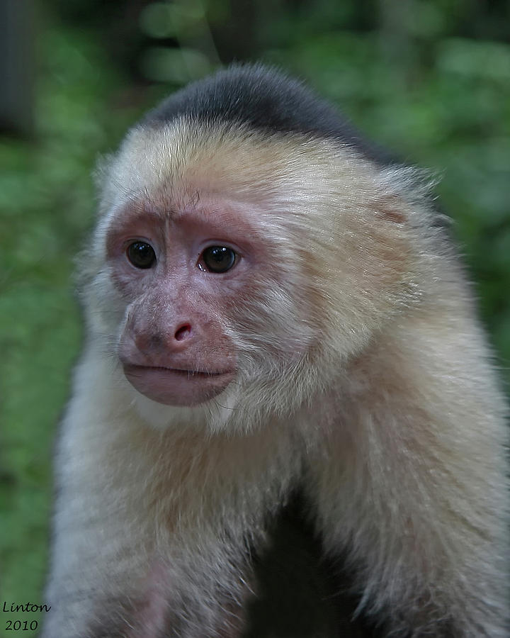 Curious Capuchin #1 Photograph by Larry Linton