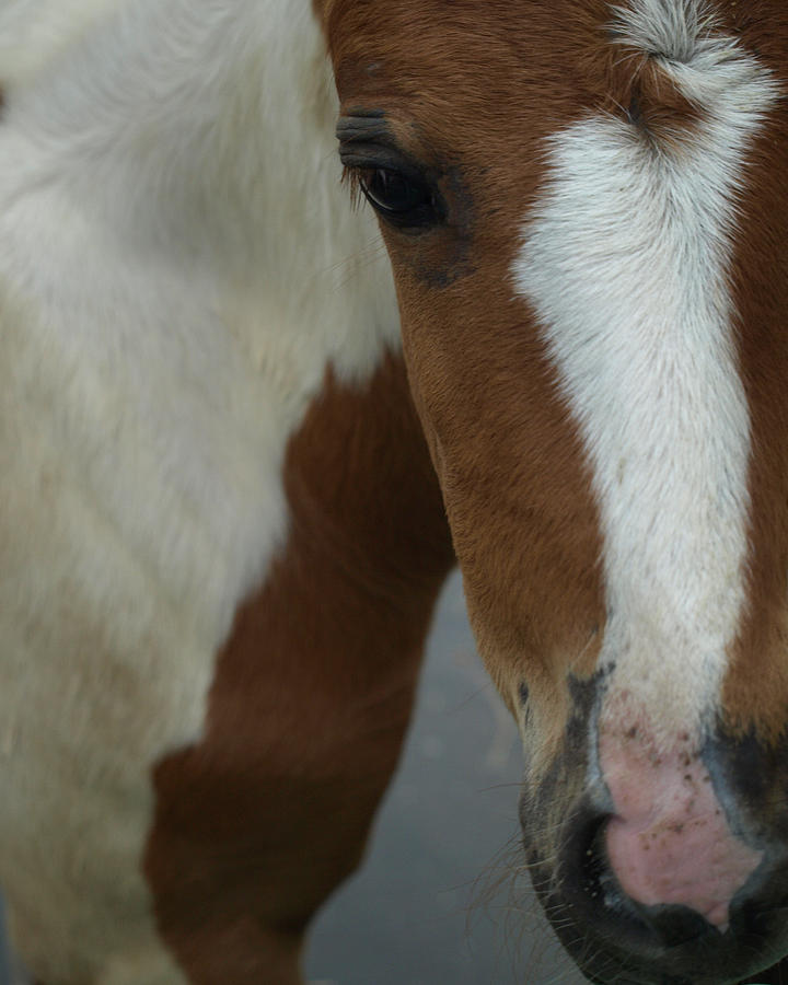 Pinto Photograph - Curious Foal by Kim Pinto Photograph - Curious Foal by Kim