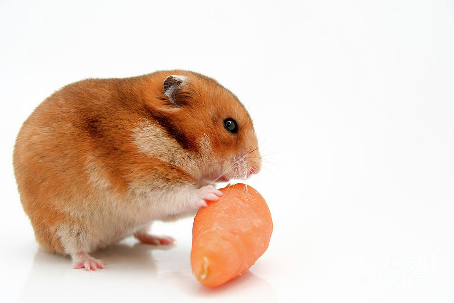 Vegetable Photograph - Curious Hamster 1 #1 by Yedidya yos mizrachi