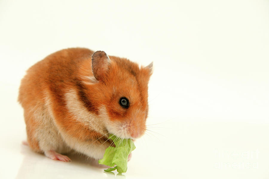 Vegetable Photograph - Curious Hamster #1 by Yedidya yos mizrachi