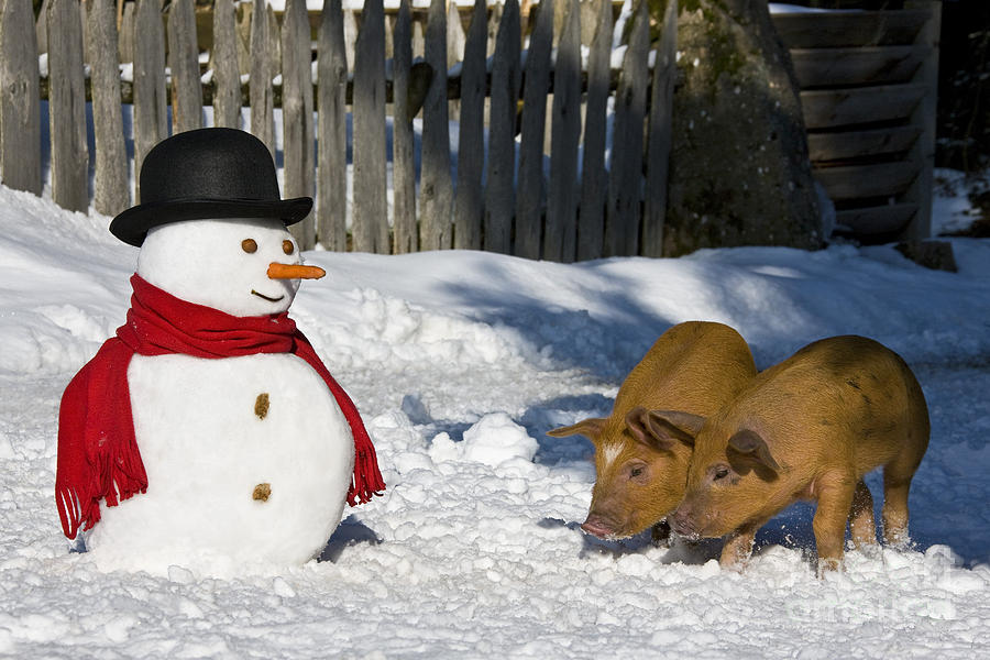 Curious Piglets And Snowman #1 Photograph by Jean-Louis Klein & Marie-Luce Hubert