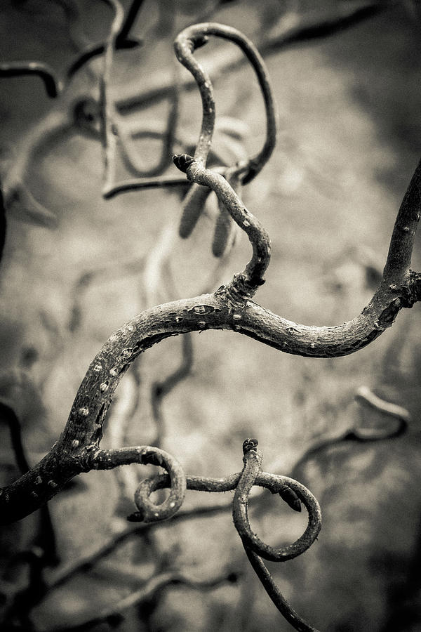 Curly by Carl Simmerman Curly by Carl Simmerman