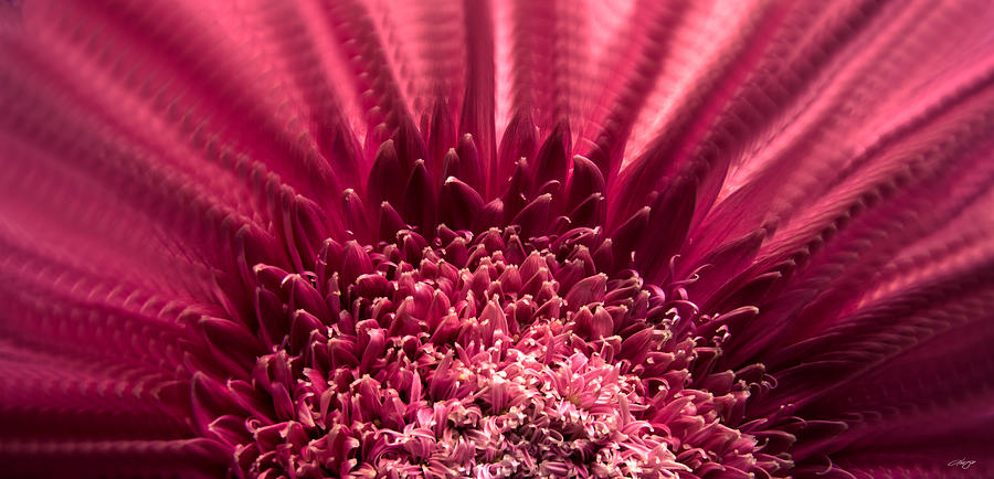 Curly Gerbera Photograph by Alejo Reyna | Fine Art America