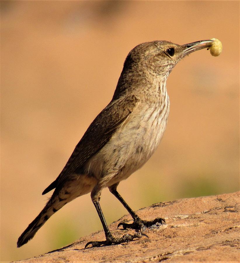 Curve Billed Thrasher #1 Photograph by Joshua Bales