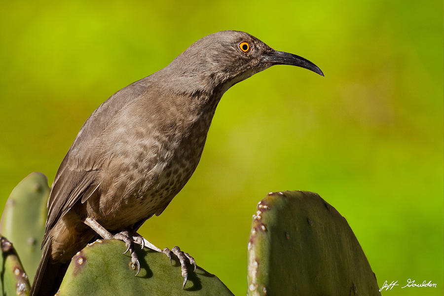 Curve-Billed Thrasher on a Prickly Pear Cactus #2 Photograph by Jeff Goulden