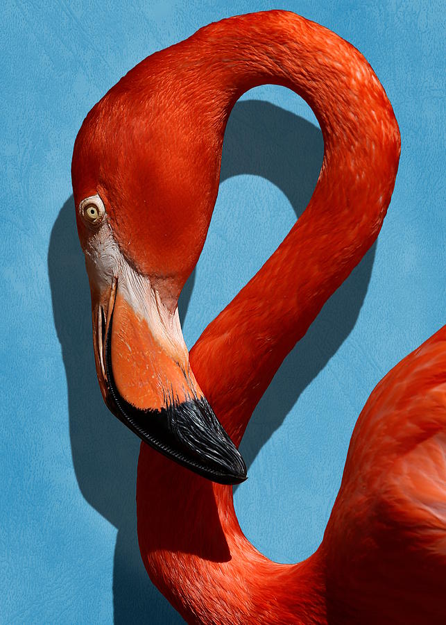 Flamingo Photograph - Curves, A Head #1 by Debi Dalio