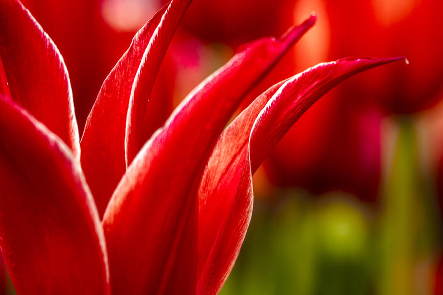 Curves of a Tulip #2 Photograph by Teri Virbickis