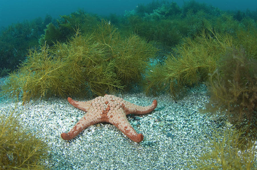 Wildlife Photograph - Cushion Starfish #1 by Matthew Oldfield
