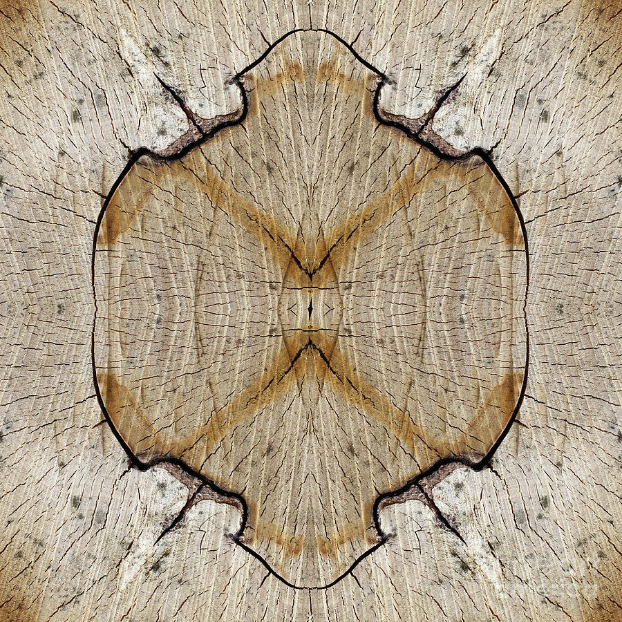 Cut tree trunk - bizarre texture of wood #1 Photograph by Michal Boubin