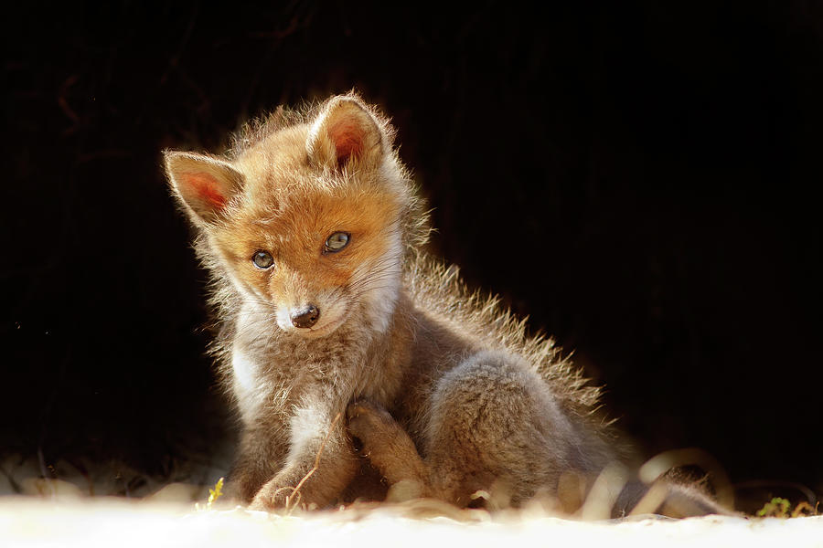 Cute Baby Fox Photograph By Roeselien Raimond