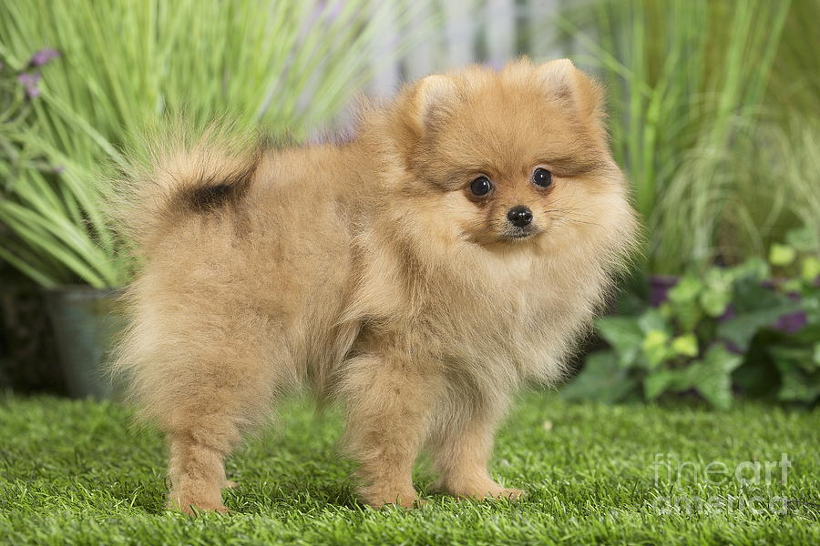 Cute Dwarf German Spitz Dog puppy Photograph by Mary Evans Picture ...