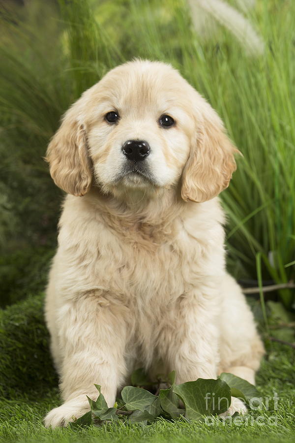 Golden 2024 mastiff puppy