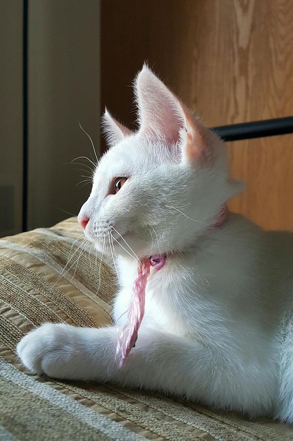 Cat Photograph - Cute Kitten #2 by Yazid Ismail Cat Photograph - Cute Kitten #2 by Yazid Ismail